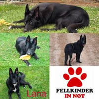 DRINGEND zuhause für Lana gesucht, Hündin zur Adoption