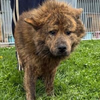 Hiro - sehr aparter Rüde, Hund zur Adoption