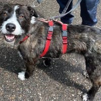 Fröhlicher Rüde Robbie sucht Zuhause, Hund zur Adoption