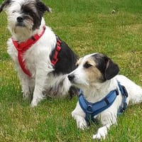 Lexie und Lotta, ein Dreamteam auf acht Pfoten, Hündin zur Adoption