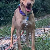 Ruby die anhängliche liebe Pinschermixdame / 82284, Hündin zur Adoption