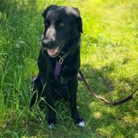 Amor - wartet in 91083 Baiersdorf, Hund zur Adoption