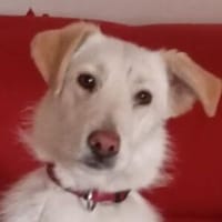 RENI verschmust und verspielt, Hündin zur Adoption