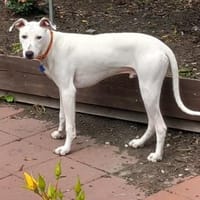 Lieber Galgo-Bodegueromischling Pinto, Hund zur Adoption