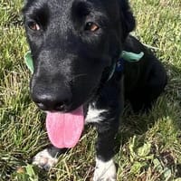 Lucky ein süßes Mädchen, Hündin zur Adoption