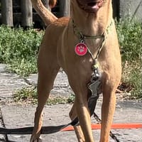 Ronin süße Kerl / wartet in 82284, Hund zur Adoption