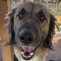 TRUFFLES-wunderschöner,sanfter Herdi-Mix-Rüde, Hund zur Adoption
