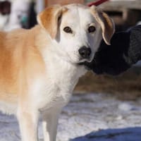 Alisa ruhig und lieb, Hündin zur Adoption