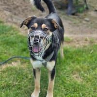 aktiver, fröhlicher Aarne sucht erfahrene Menschen, Hund zur Adoption