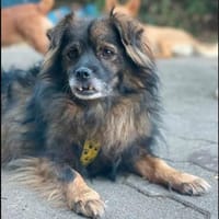 Senior Mischling sucht dringend ein Zuhause, Hund zur Adoption