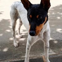 super lieber Larson, ca. 46 cm hoch, mit Katzen verträglich, Hund zur Adoption