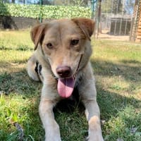 Nando sucht sein Für-immer-Zuhause 🐾, Hund zur Adoption