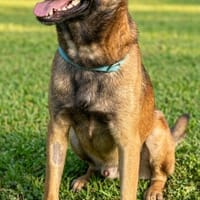 Netter Malinoisrüde Milosh sucht liebes Zuhause, Hund zur Adoption