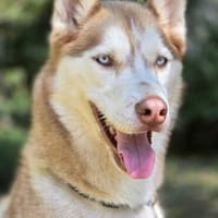 Leo sucht sein Für-immer-Zuhause, Hund zur Adoption
