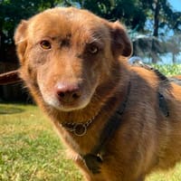 Nala ❤🐾, Hündin zur Adoption