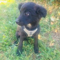 Vaya ein kleines Mädchen, Hündin zur Adoption