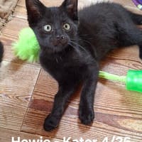 Howie und Remi suchen ein Zuhause mit Freigang, Kater zur Adoption