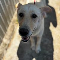 Giada, Hündin zur Adoption