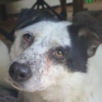 KOBOLD-hübscher,menschen bezogener Rüde, Hund zur Adoption