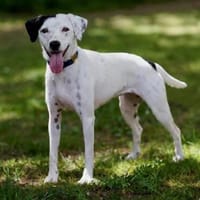 PATCH (Rüde, 01.08.2024, Italien), Hund zur Adoption