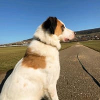 Hiro m ca 4 Jahre, Hund zur Adoption