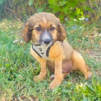 Zwergenkind Willi sucht ein Zuhause, Hund zur Adoption