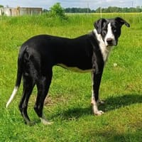 MILVA- SUCHT EINFÜHLSAMES ZUHAUSE, Hündin zur Adoption