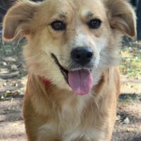 Sunny sucht ihr Für immer Zuhause, Hündin zur Adoption