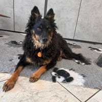 Dado mit großem Herz sucht sein zuhause, Hund zur Adoption