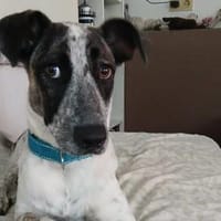 Sally - diese Junghündin ist ein Rohdiamant, Hündin zur Adoption