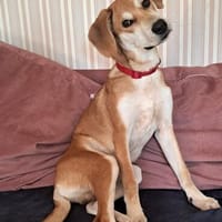 CHARLY - erst 'ne Runde toben, dann 'ne Runde kuscheln, Hund zur Adoption