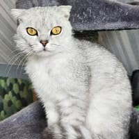 Gandalf, Kater zur Adoption