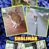 hübsche Shalimar sucht dringend ein neues Zuhause, Hündin zur Adoption