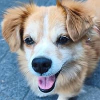 PAULI-hübscher, kleiner Herzensbrecher, Hund zur Adoption