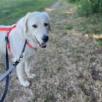 Emma - wartet in 91083 Baiersdorf, Hündin zur Adoption