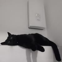 liebe Nabi und süßer Nero in RÜD ( auch einzeln ), Kater zur Adoption