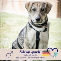 Ari - jung, verspielt - magst du mich ?, Hund zur Adoption