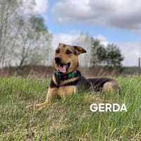 Gerda ruhig und lieb, Hündin zur Adoption