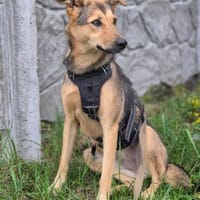 Mia lieb und zutraulich, Hündin zur Adoption
