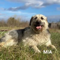 Mia entpannte Hündin, Hündin zur Adoption