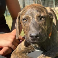 🐾 Bobby Bob  kleiner Spielzeugfan sucht sein Zuhause 🐾, Hund zur Adoption