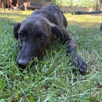 🐾 Józef Juz  großer Charmeur mit Persönlichkeit 🐾, Hund zur Adoption