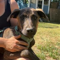 🐾 Bill  vorsichtiger Junghund, Hund zur Adoption