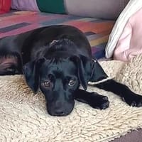 Sten (zur Pflege in 31688 Nienstädt), Hund zur Adoption