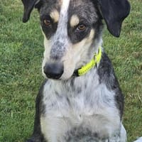 Aiden -schüchtern und freundlich-, Hund zur Adoption