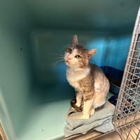 MURAKOZE, chat à adopter