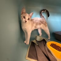 ALIZE, chatte à adopter