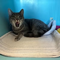 ASTRA, chatte à adopter