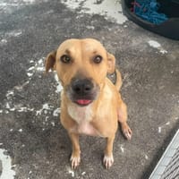 GAUFRETTE, chienne à adopter