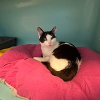 MWIRIWE, chat à adopter